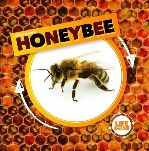 Life Cycle of a Honeybee - Kirsty Holmes Seasonal Sale