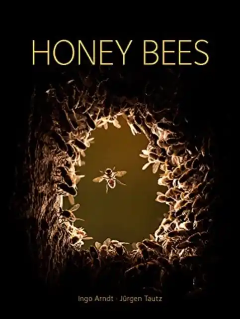 Honey Bees - Hardback Today Only